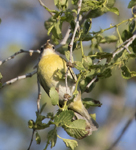 Nashville Warbler 7353